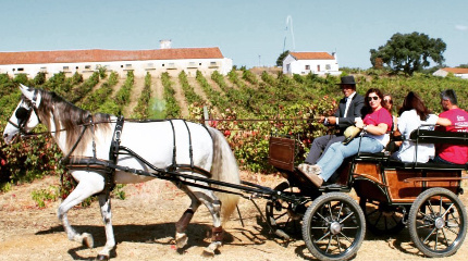 Horse-drawn carriage ride & 5 Premium wine tasting 