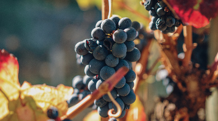 3 Wine Tasting