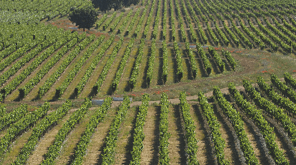 Tour & Special Reserves Wine tasting 