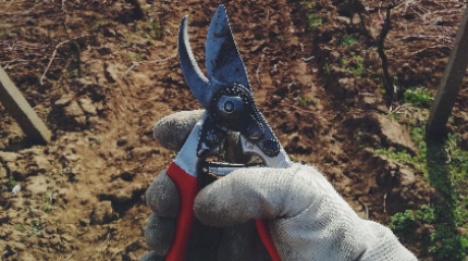 Vineyard pruning experience & tasting 