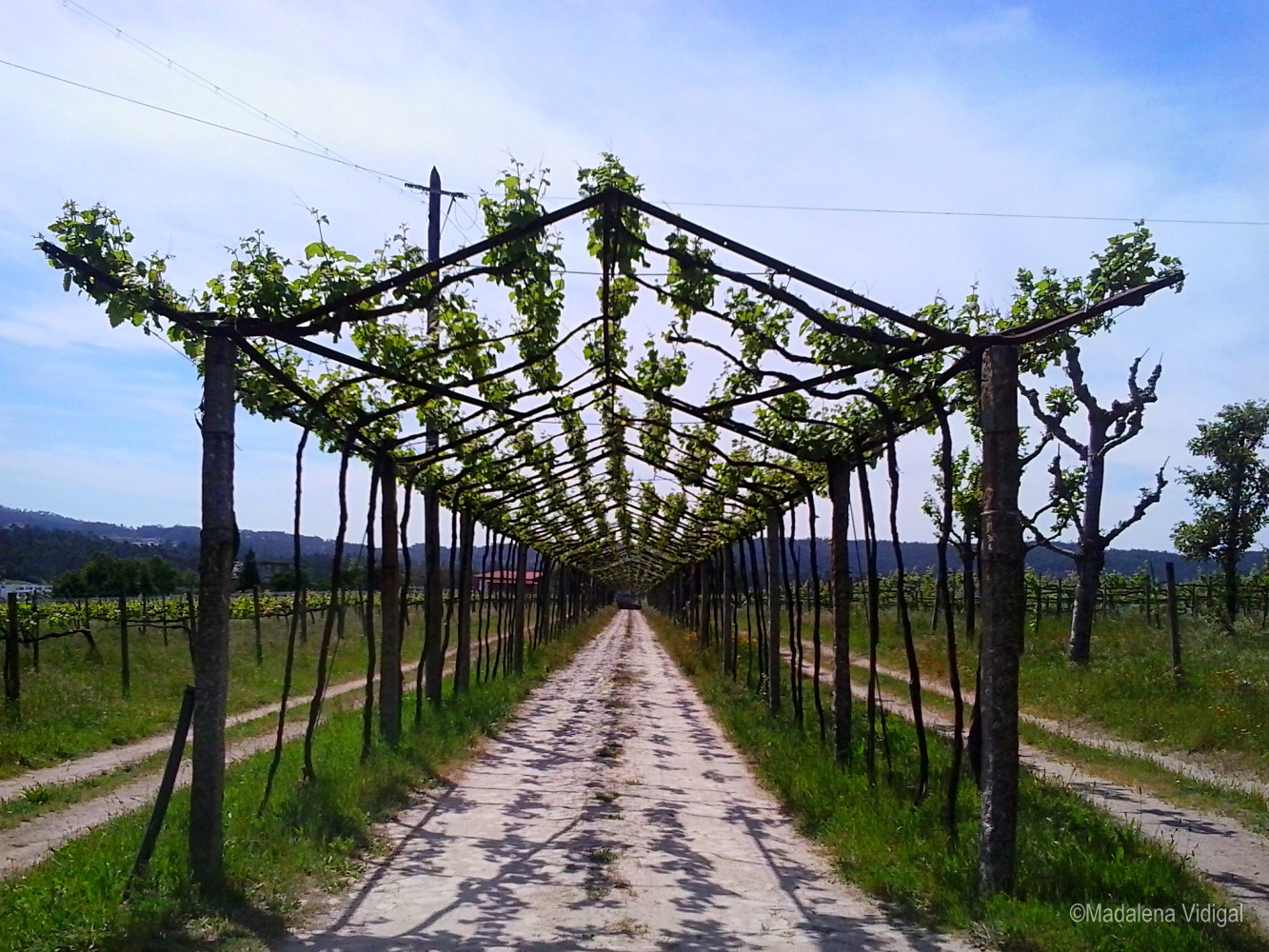 Vinho Verde